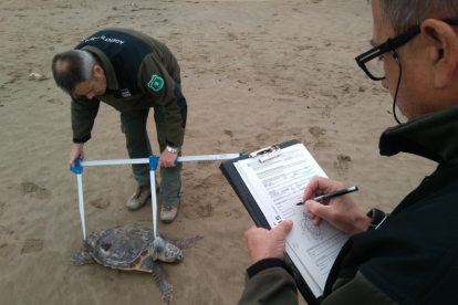 Agents rurals recollint dades científiques d'una de les tortugues babaues trobades a Amposta ahir dimecres.