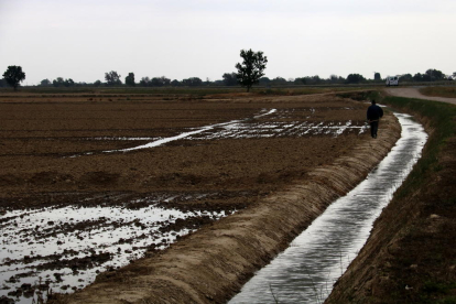Pla general d'un pagès vigilant com s'omplen d'aigua els seus camps d'arròs a l'hemidelta esquerre de l'Ebre. Imatge del 20 d'abril de 2017