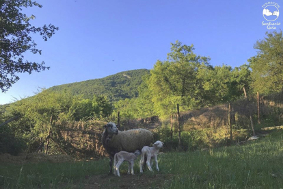 La oveja y los dos corderos recién nacidos se encuentran en el Santuario Gaia, en Camprodon, fuera de peligro.
