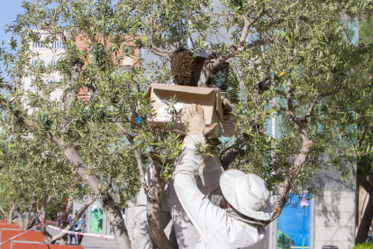 Un instant de la intervenció per traslladar la colònia d'abelles que s'havia instal·lat a peu de carrer.