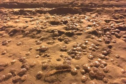 Imatge de les meduses a la sorra de la platja de l'Arrabassada, dissabte passat.