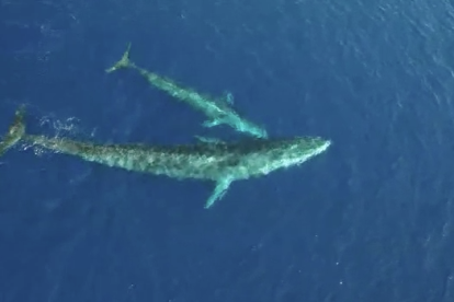 Imatge de la balena i la seva cria albirades a les costes del Garraf.