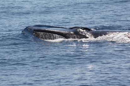 Imagen de archivo del avistamiento de una ballena en las costas catalanas.