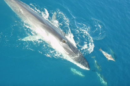Las ballenas avistadas son rorcuales comunes, las únicas que habitan en el Mediterráneo.