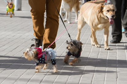 Un grup de gossos passeja per la via pública en una imatge d'arxiu.