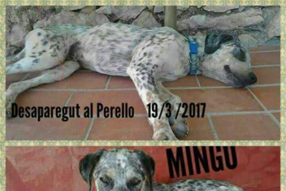 Imatges de Mingo, el gos desaparegut al Perelló.