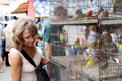 Una dona observa uns ocells en el punt de venda que Joan Roig té, des de fa molts anys, al mercadet de Bonavista.