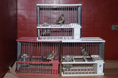 Imagen de los jilgueros utilizados como reclamo que utilizaron los tres jóvenes denunciados por espolio de nidos y crías en Reus.