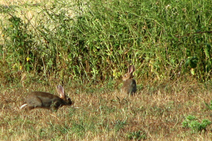 Imagen de archivo de una zona de caza donde proliferan los conejos.