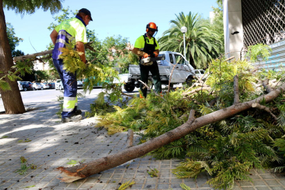 Pla general d'operaris de la brigada municipal de Valls retirant un arbre caigut. Imatge del 24 de juliol de 2017