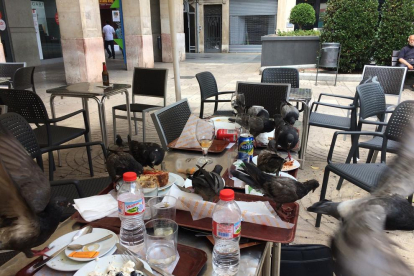 Imatge d'ahir al migdia a la plaça Prim, amb deu coloms a sobre unes taules, menjant-se les restes de diversos plats.