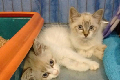 Dos de los gatitos que se podrán adoptar a la sesión de las Gavarres.