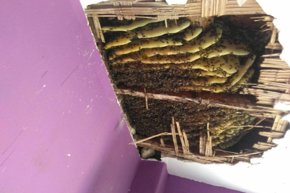 Les abelles accedien directament del carrer al fals sostre, per un forat els maons de l'edifici. El professional assegura que mai s'havia trobat un rusc tan gran.