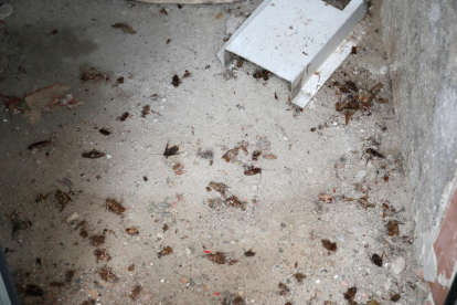 Imatge de desenes de paneroles mortes, resultat de la darrera fumigació que van fer els veïns.