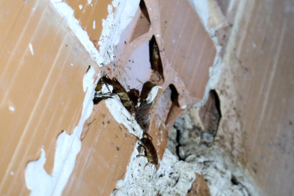 Detalle de uno de los nidos que las cucarachas han hecho dentro de un edificio.