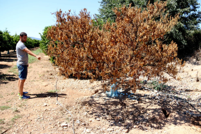 Pla general d'Òscar Navarro mostrant un arbre mort a la seva finca amb caus de conill al seu voltant. Imatge del 27 de juliol de 2017