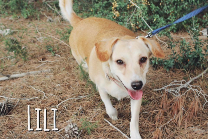 La Lili és la gossa que busca adopció
