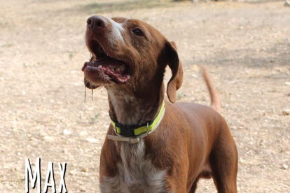 Max es uno de los dos perros que buscan adopción.