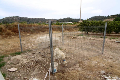 Els gossos no tenien aigua ni menjar i en alguns casos no tenien lloc on resguardar-se de les temperatures extremes.