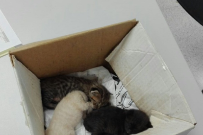 Els gats van ser abandonats en una caixa de cartró.