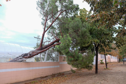 Un arbre caigut a la zona del complex esportiu municipal.