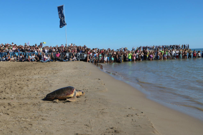 Alliberament d'una de les tortugues, que avança cap al mar davant l'expectació del públic, a Sant Carles de la Ràpita.
