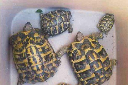 Algunes de les tortugues recuperades i que es venien de manera il·legal.