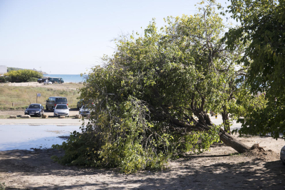 Imagen del árbol de grandes dimensiones caído en la zona de las moreras de la playa Llarga de Tarragona.