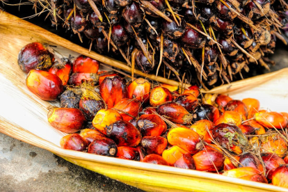 Pla obert del fruit del qual s'extreu l'oli del palma. Imatge publicada el 28 de setembre de 2017