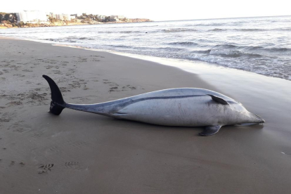 Imagen del delfín encontrado muerto en la playa larga de Salou