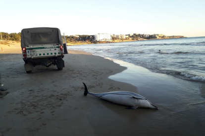 Imatge del dofí llistat femella trobat mort a la platja llarga de Salou