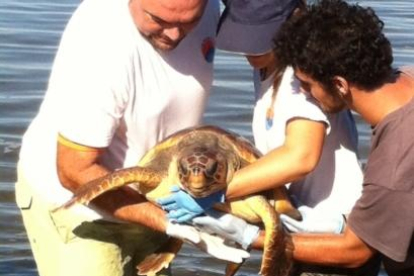 Alliberament d'una tortuga babaua el passat mes de novembre.