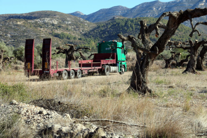 Un camió buit entra a la finca d'olvieres que l'empresa Cultius Ponç té al Mas de Rector, a Ulldecona. Imatge del 30 de gener de 2018 (horitzontal)