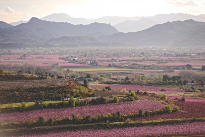 La Ribera d'Ebre en flor, en una imatge de l'any passat.
