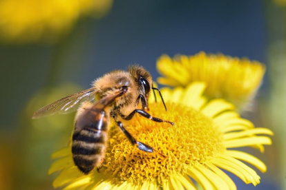 GEPEC impulsa una campaña para aumentar la presencia de abejas, mariposas y abejones en Tarragona