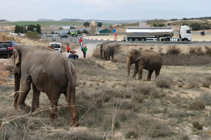 Els animals han qeudat lliure per la zona després de l'accident.