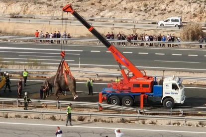 Una grúa de grandes dimensiones retirando uno de los animales, que ha muerto en el accidente.