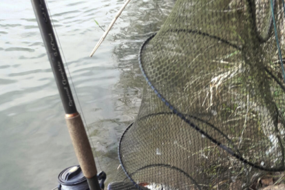 El cos va denunciar quatre pescadors per diferents infraccions, com mantenir els peixos capturats en una xarxa un cop pescats.