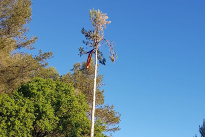 Como marca la tradición, se cortó un pino bien alto y recto para replantarlo ante el Centro Cívico.