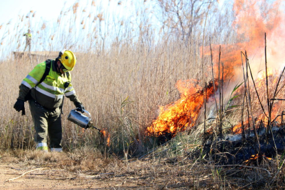Un membre del GEPIF cala foc a un senillar a la zona de la bassa de les Olles, al parc natural del delta de l'Ebre. Imatge del 15 de febrer de 2018