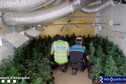 Uno agentes de los Mossos D'Esquadra y una de la Guardia Urbana de Reus, de espaldas, observando la plantación de marihuana localizada en Reus.