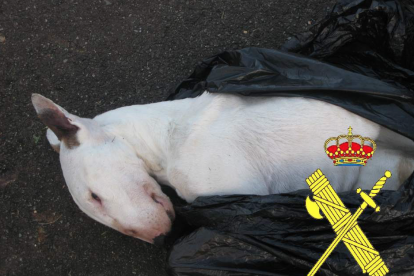 Imatge del gos trobat pels agents de la Guàrdia Civil.
