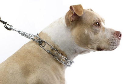 Un gos amb un collar de punxes que està prohibit.