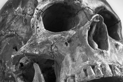 Imatge d'arxiu d'un crani humà.