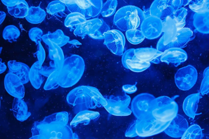 En caso de picadura de medusa,cal lavar la herida con agua salada y aplicar agua fría.