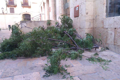 Imagen de la gran rama caída en la plaza del Pallol.