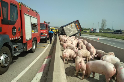 Els Bombers agrupen els porcs a la mitjana de la carretera.