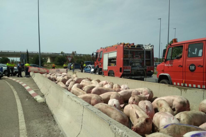 Els Bombers agrupen els porcs a la mitjana de la carretera.