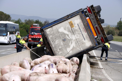 Pla tancat de desenes de porcs reunits entre les tanques de la mitjana de l'autovia C-14, a Vila-seca, amb el camió que els transportava, bolcat. Imatge del 25 d'abril del 2018