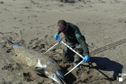 El delfín apareció muerto en la playa de la Bassa de la Arena.